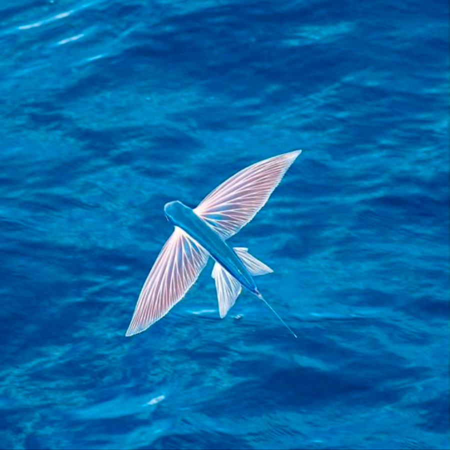 Гигантская летучая рыба Cheilopogon pinnatibarbatus