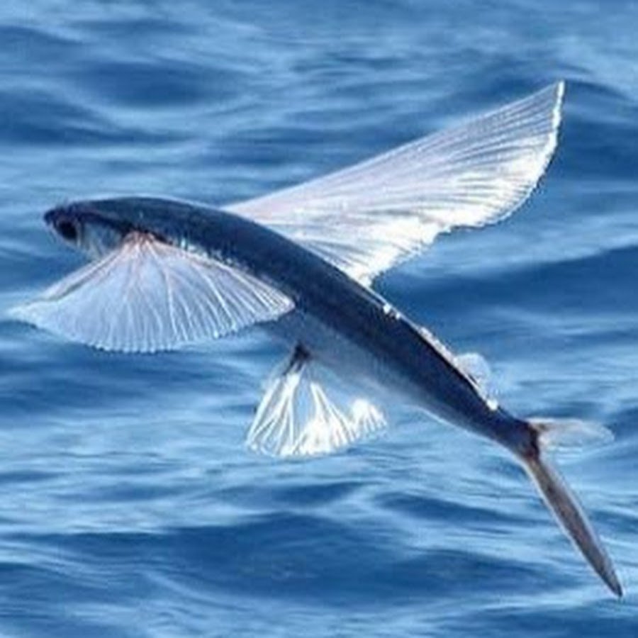 Летучие рыбы Атлантического океана