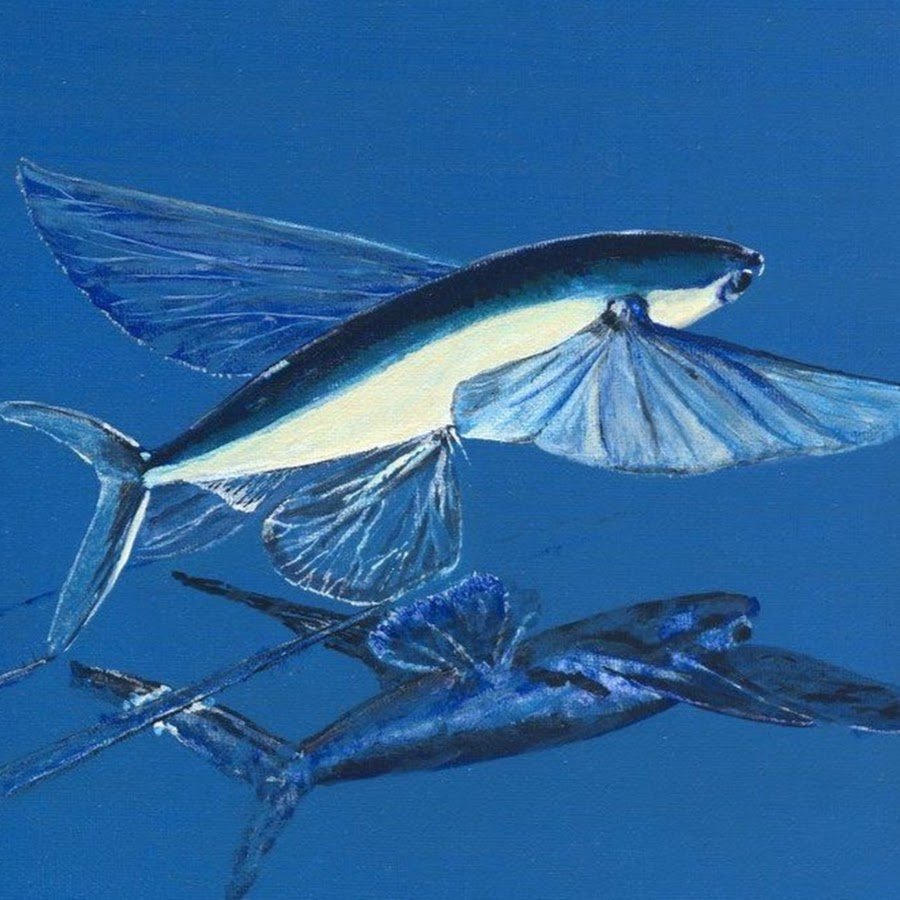 Летучая рыба фото