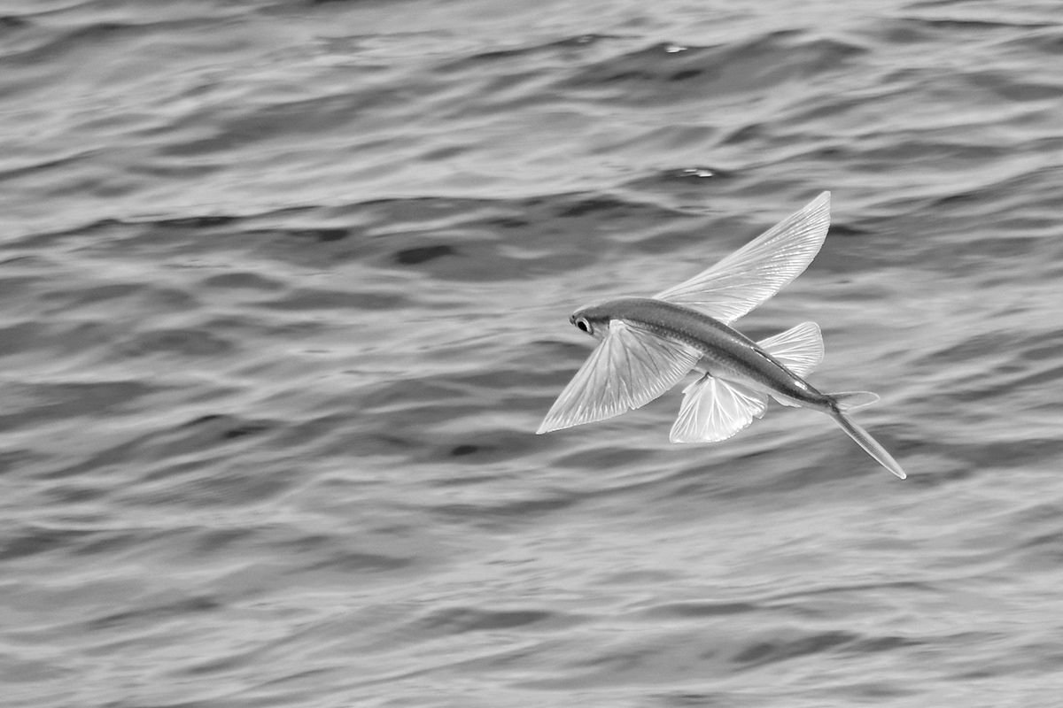 Летающая рыба