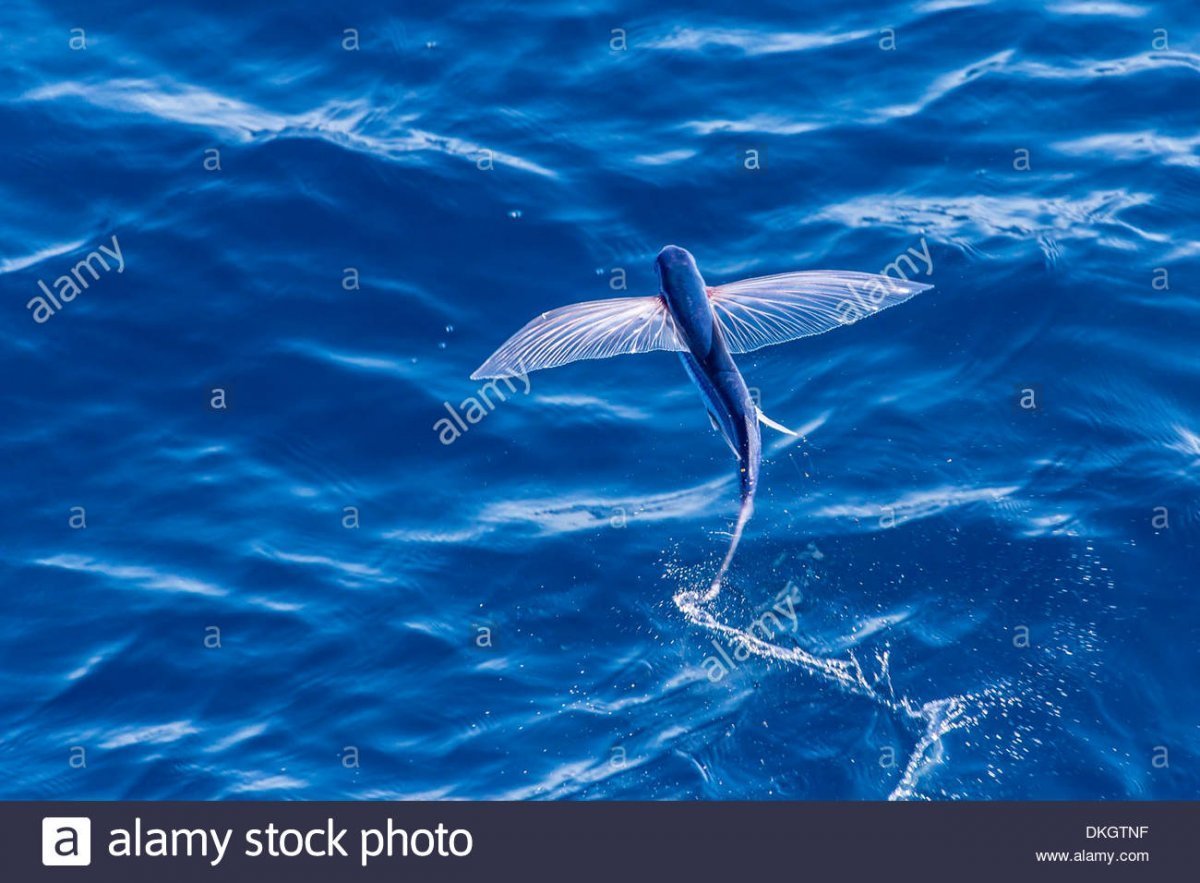 Летучая рыба – Exocoetidae