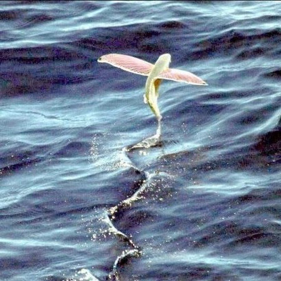 Трафарет летучая рыба для декора