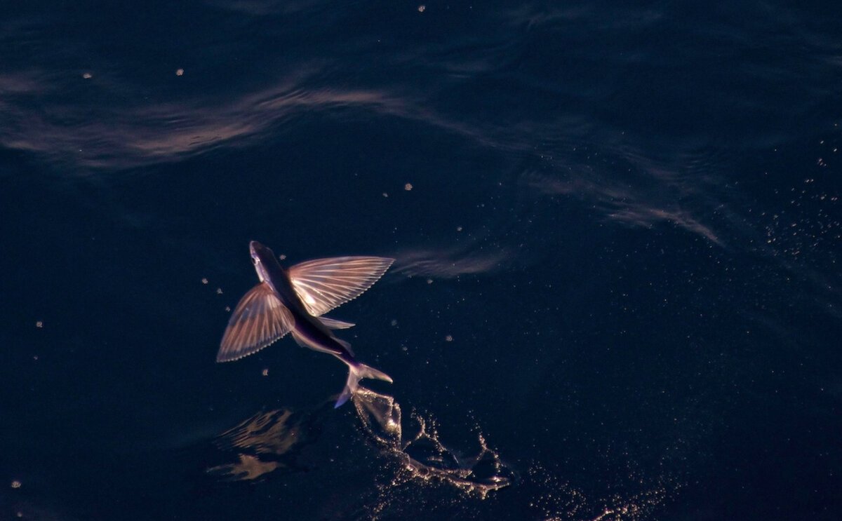 Летающая рыба