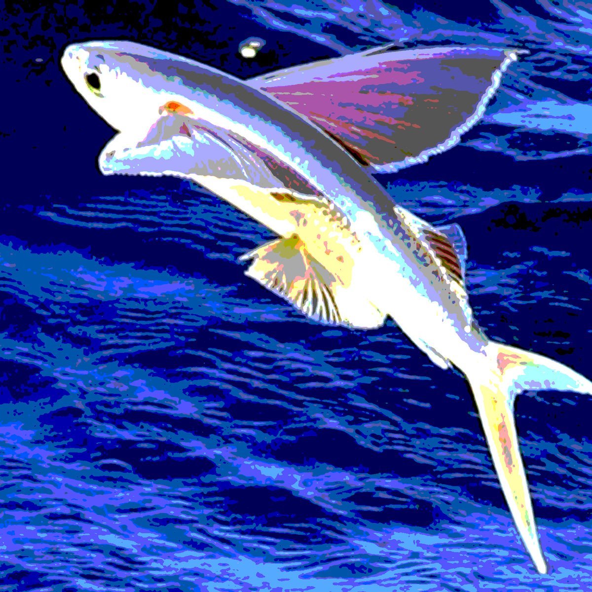 Летучая рыба раскраска для детей