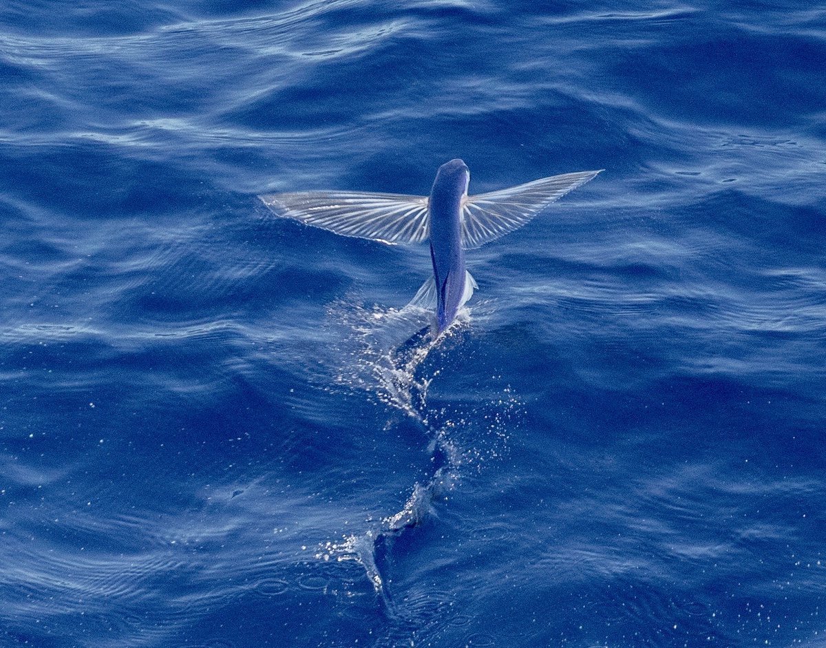 Летучая рыба гравюра