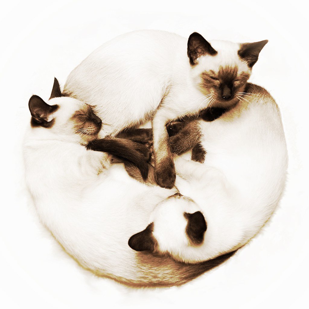 Сиамская вислоухая кошка