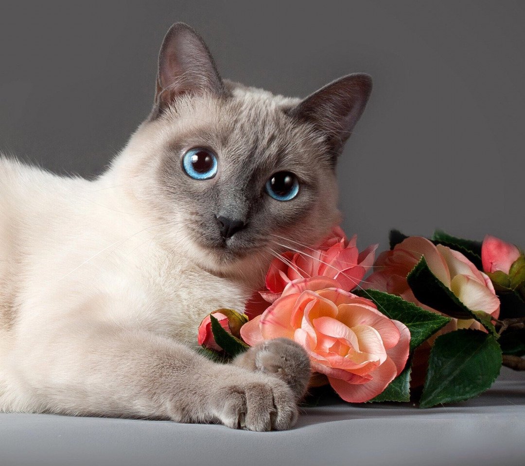 Бирманская кошка короткошерстная