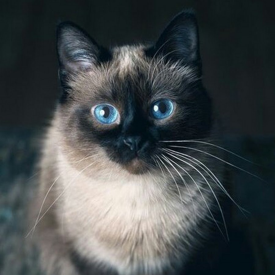 Красивый сиамский кот