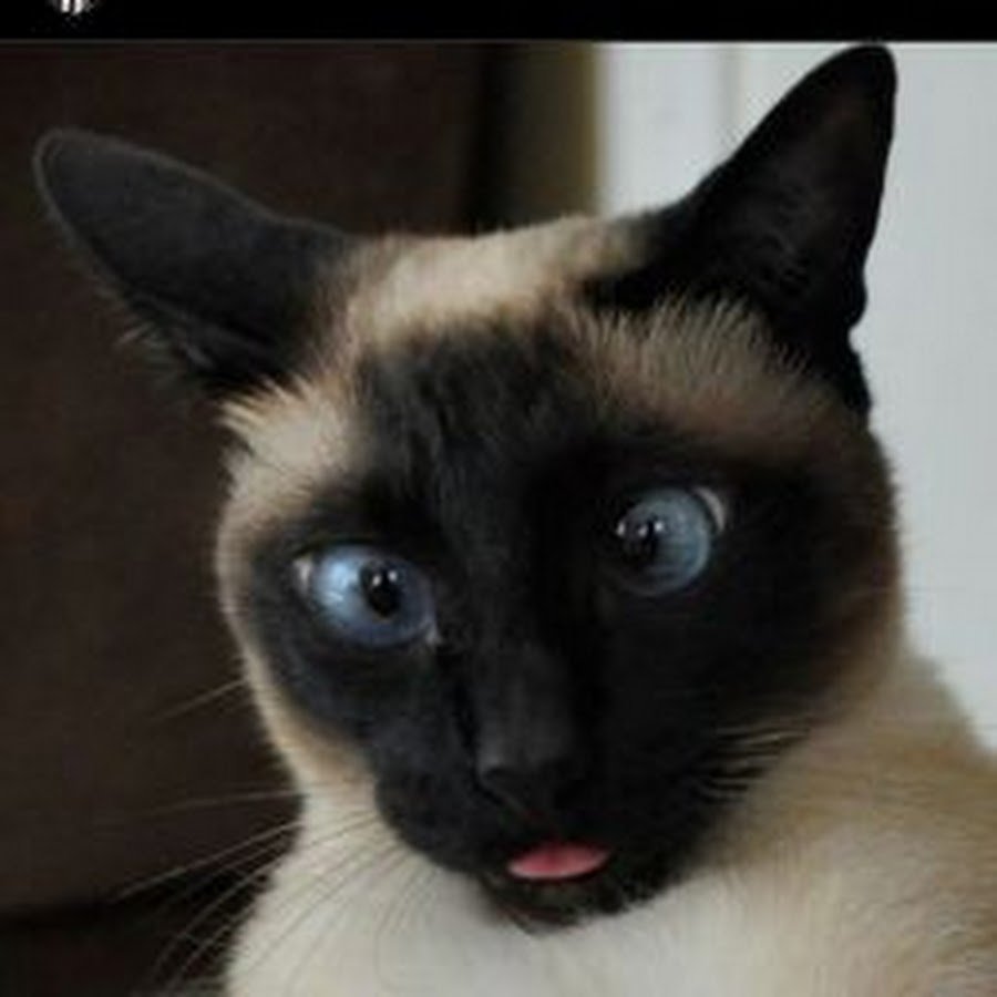 Сиамская кошка арт