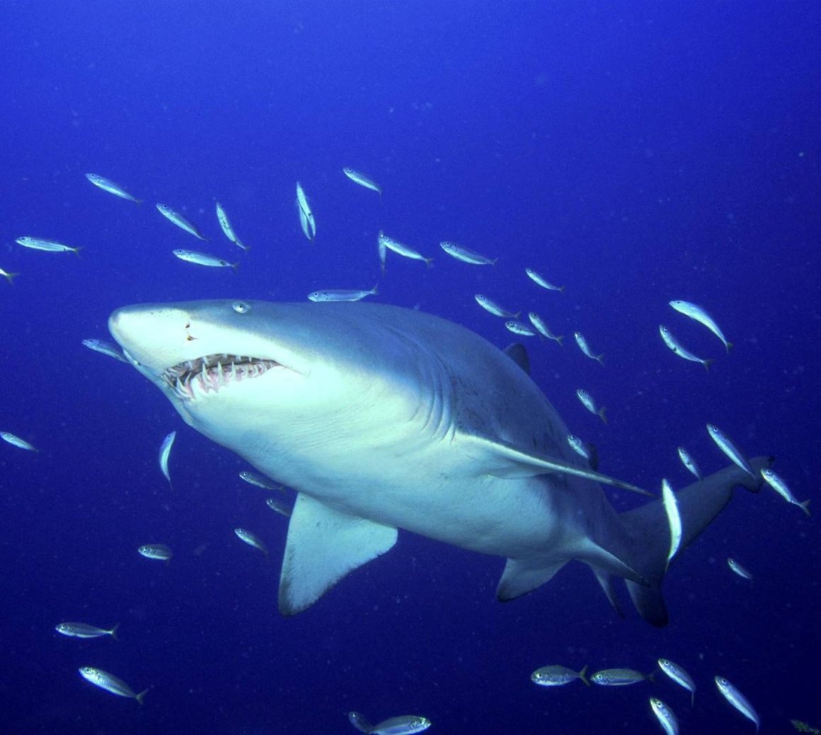 Акулья Ремора