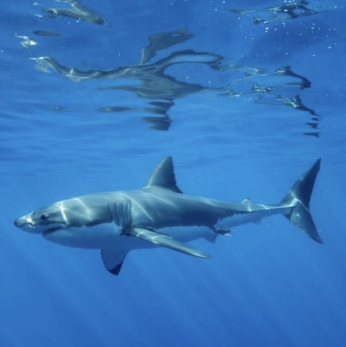 Swimming with Whales your attention