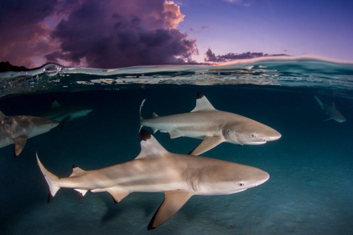 Ремора рыба