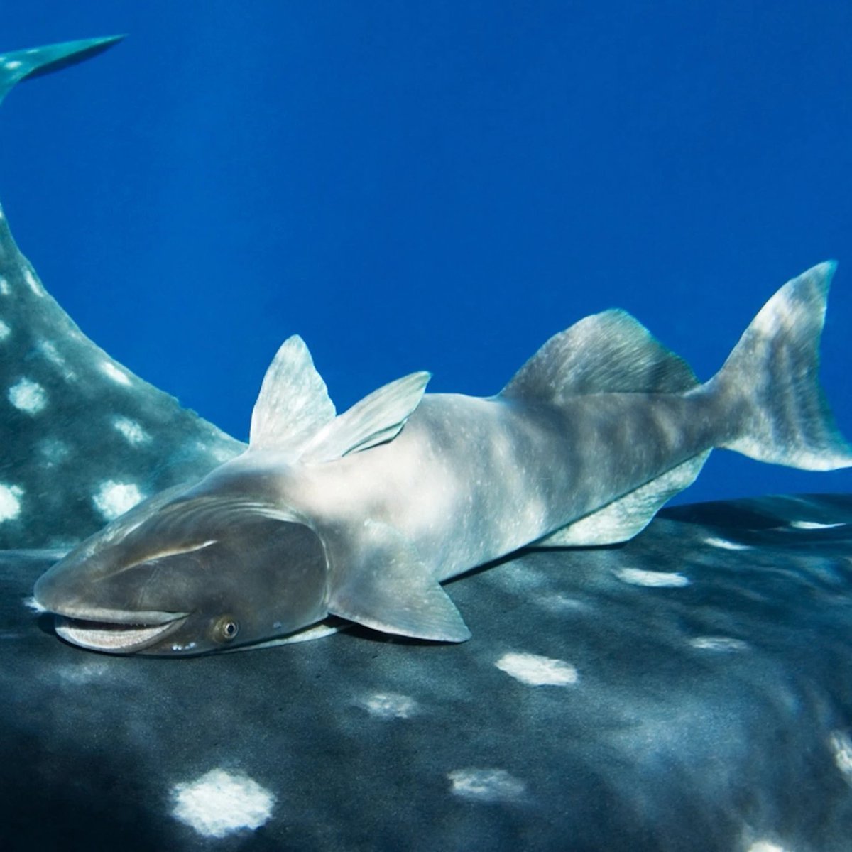 Китовая акула и кит