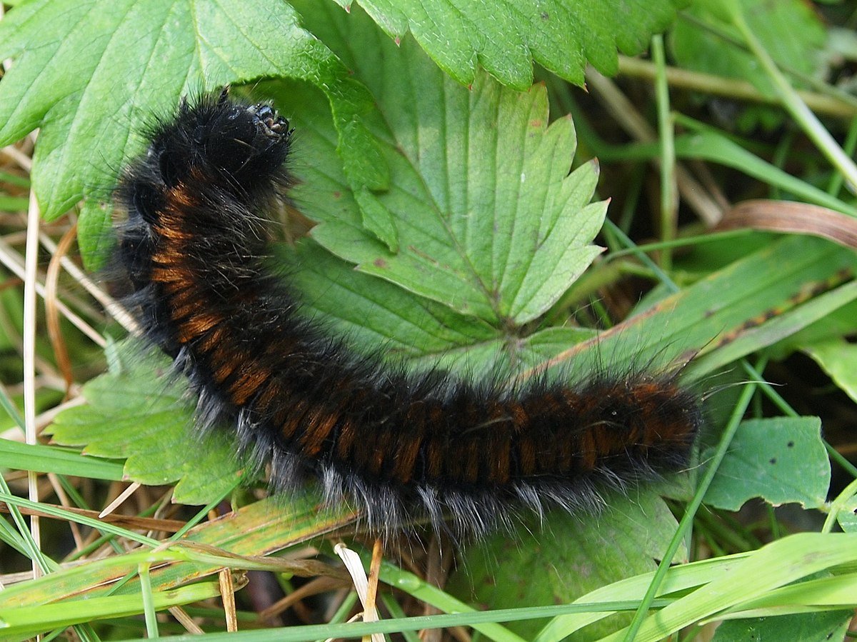 Malacosoma castrensis