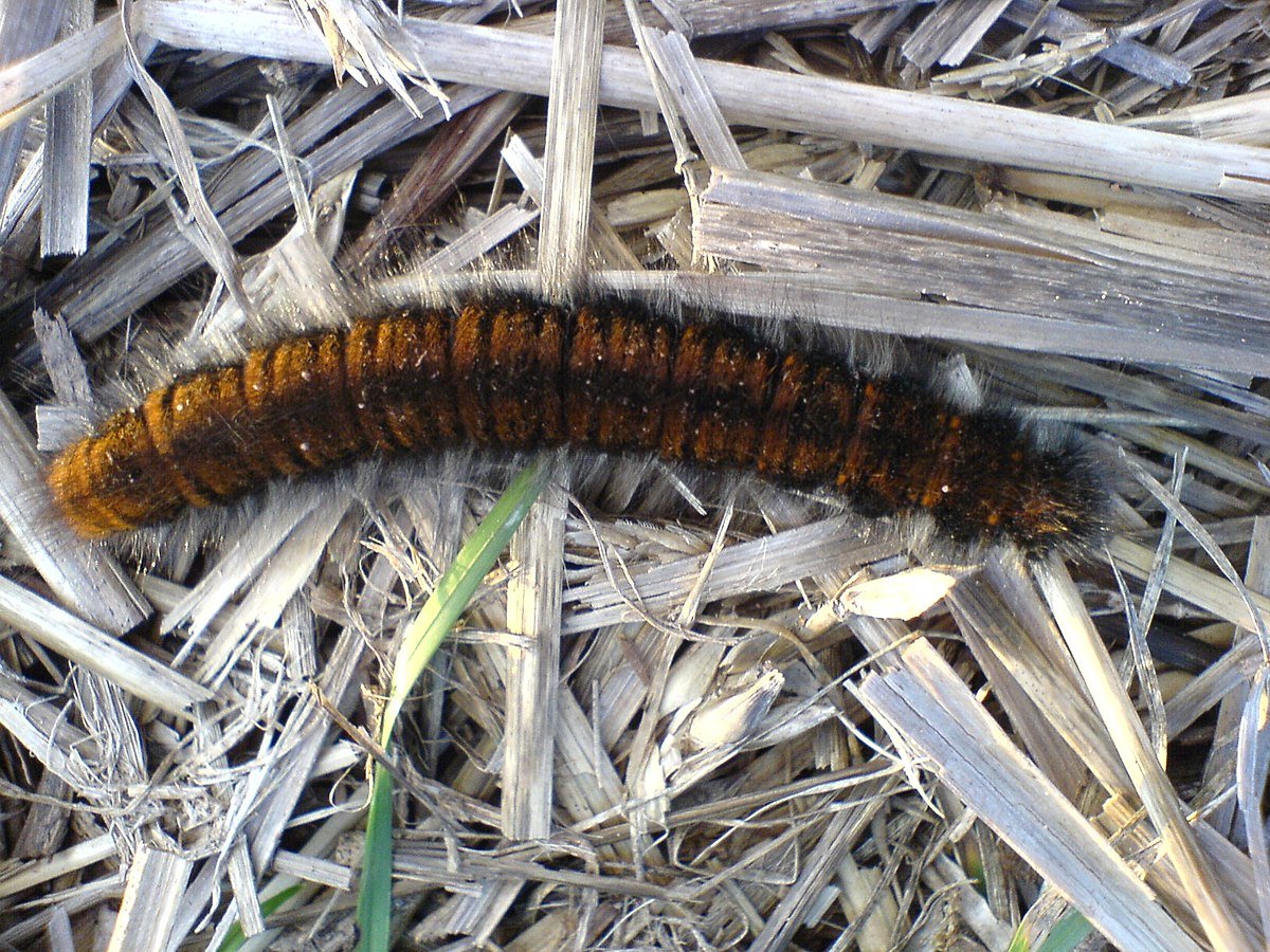 Шерстяная гусеница