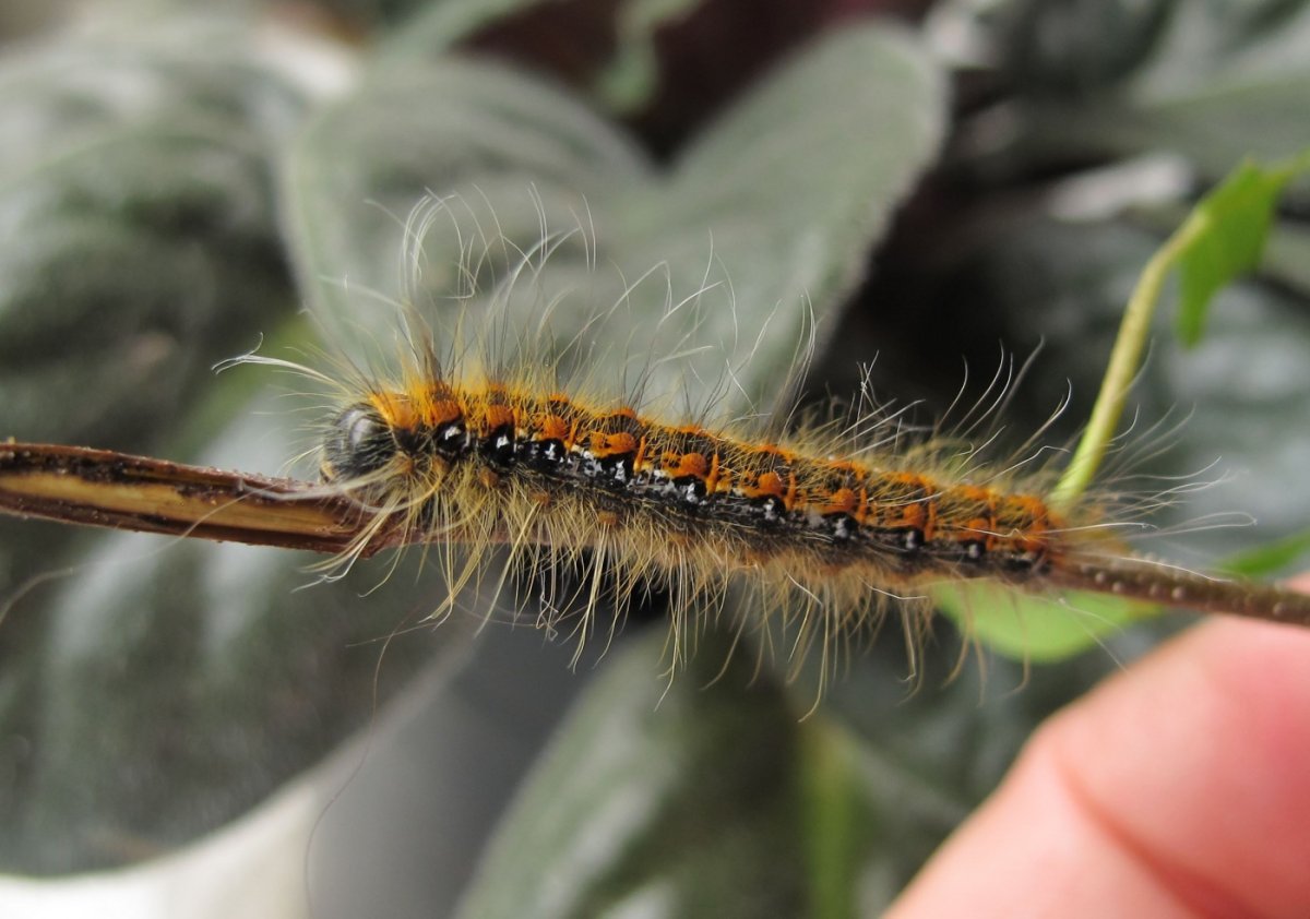 Euthrix potatoria гусеница