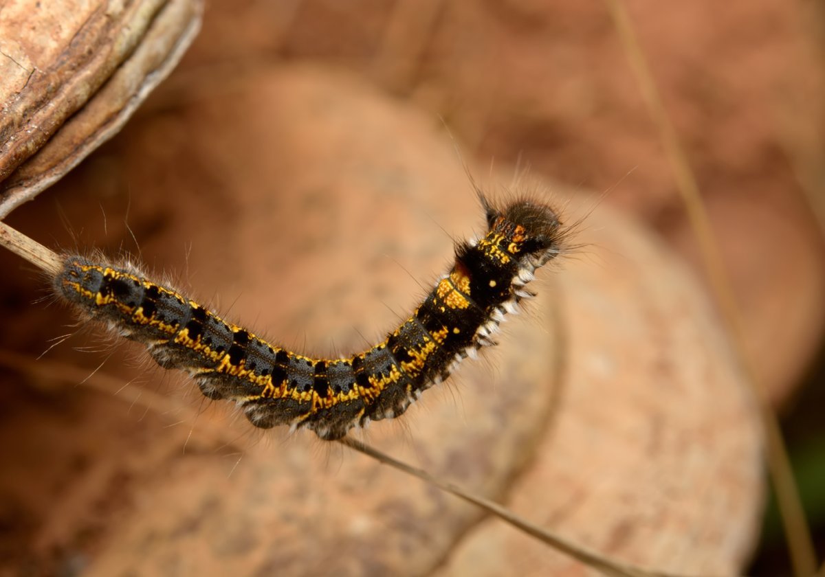 Euthrix potatoria гусеница