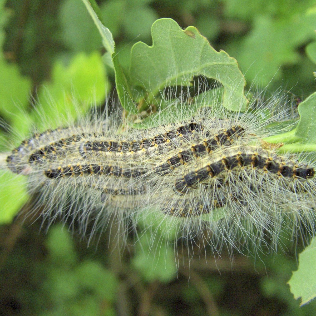 Мохнатая голубая гусеница