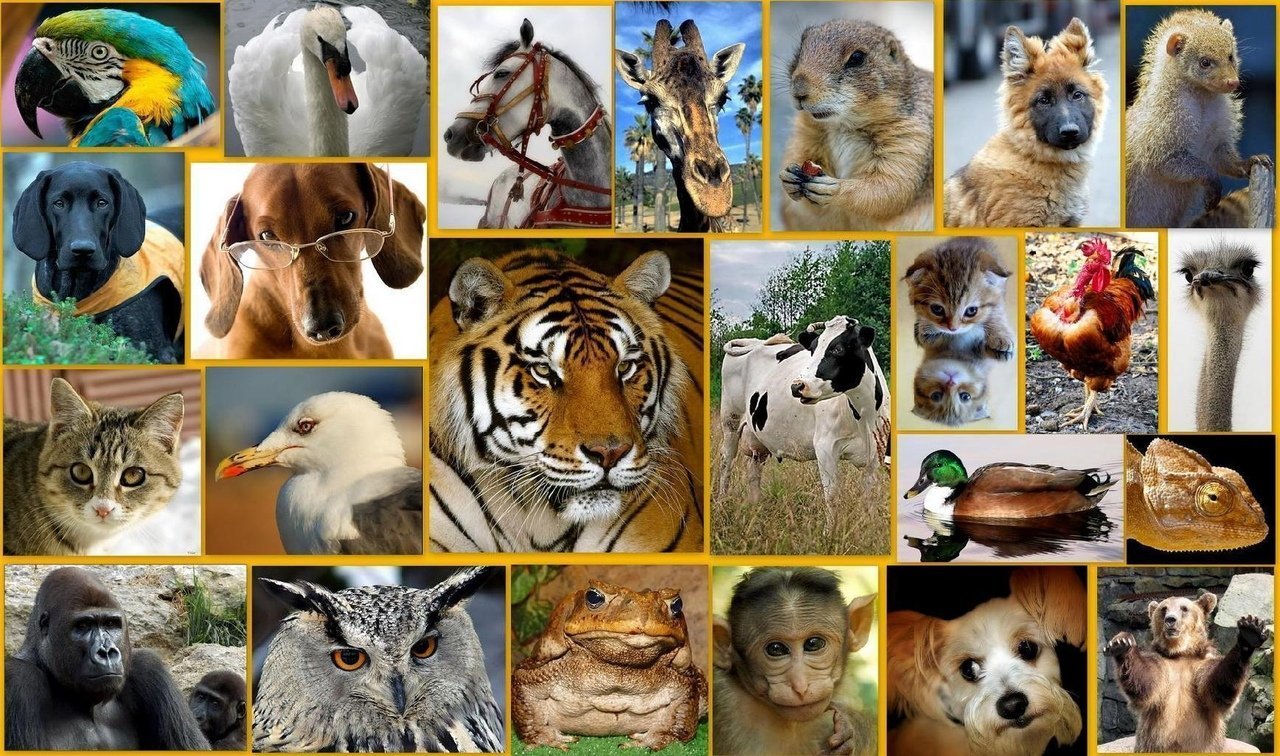 Домашние животные коллаж: изображения без лицензионных платежей