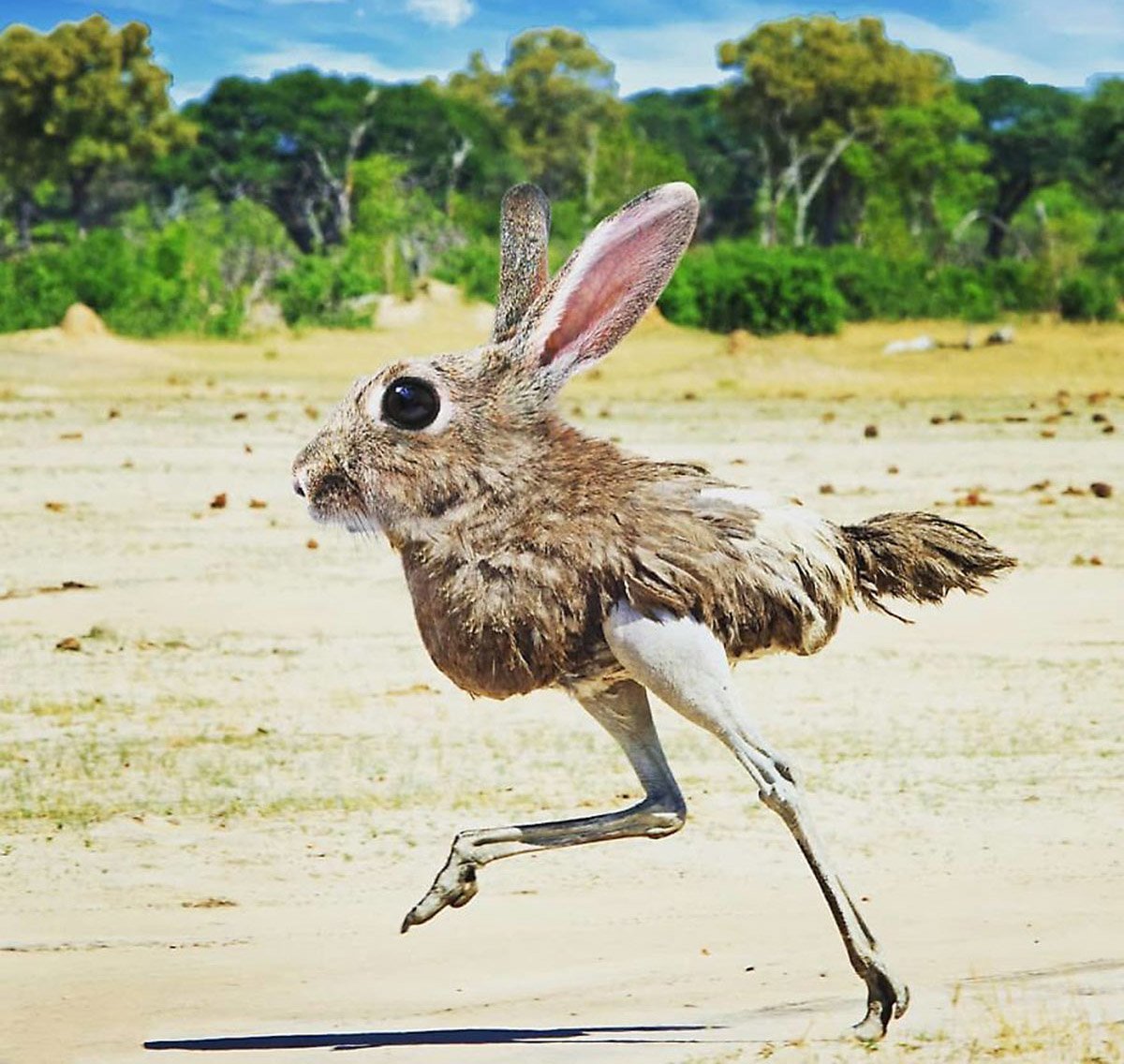 Хайбрид Энималс