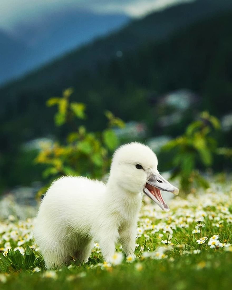 Гибриды животных