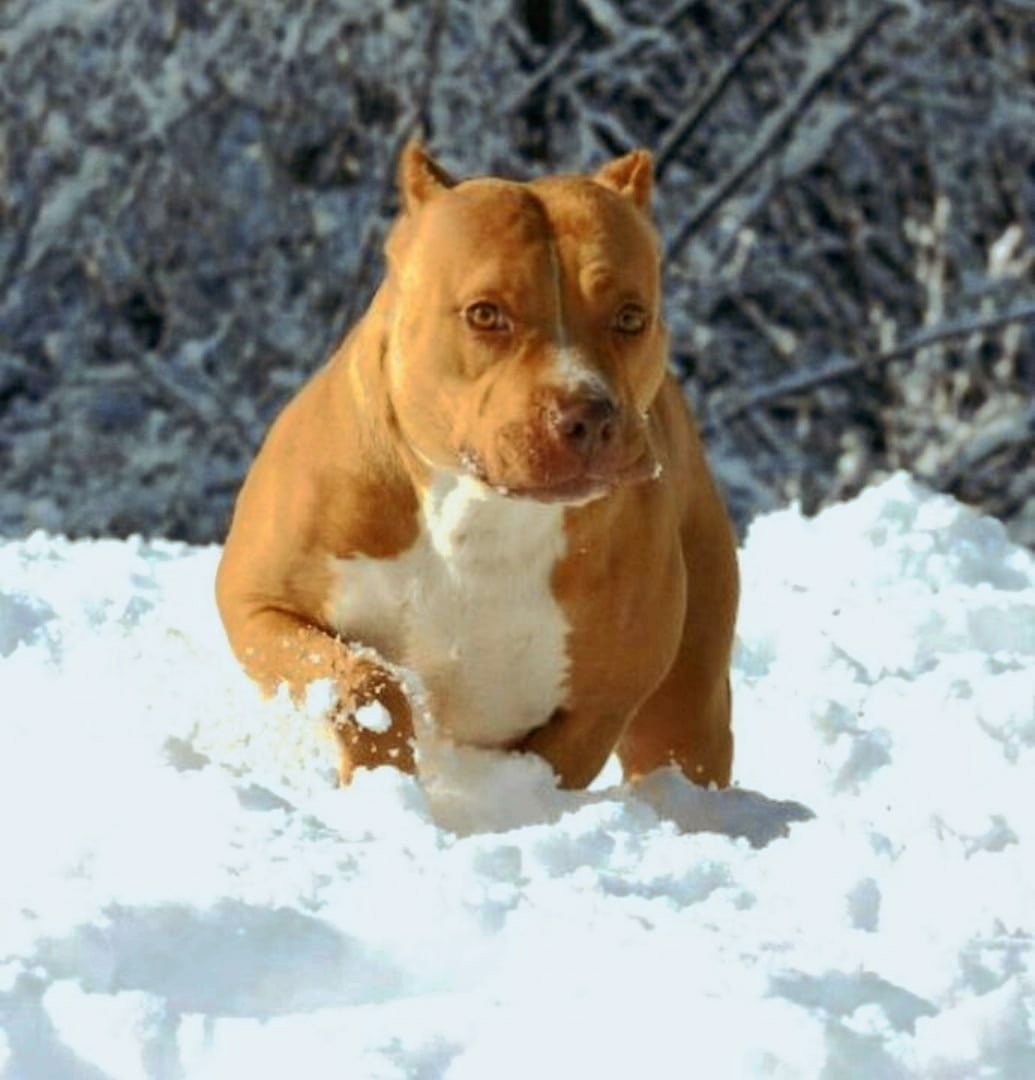 Приколы с питбулем