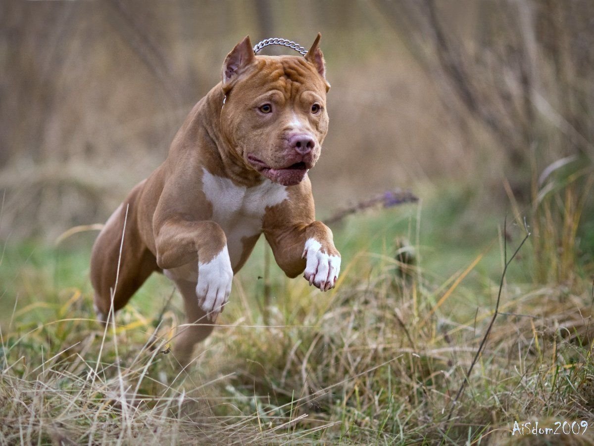 Американский стаффордширский терьер лиловый