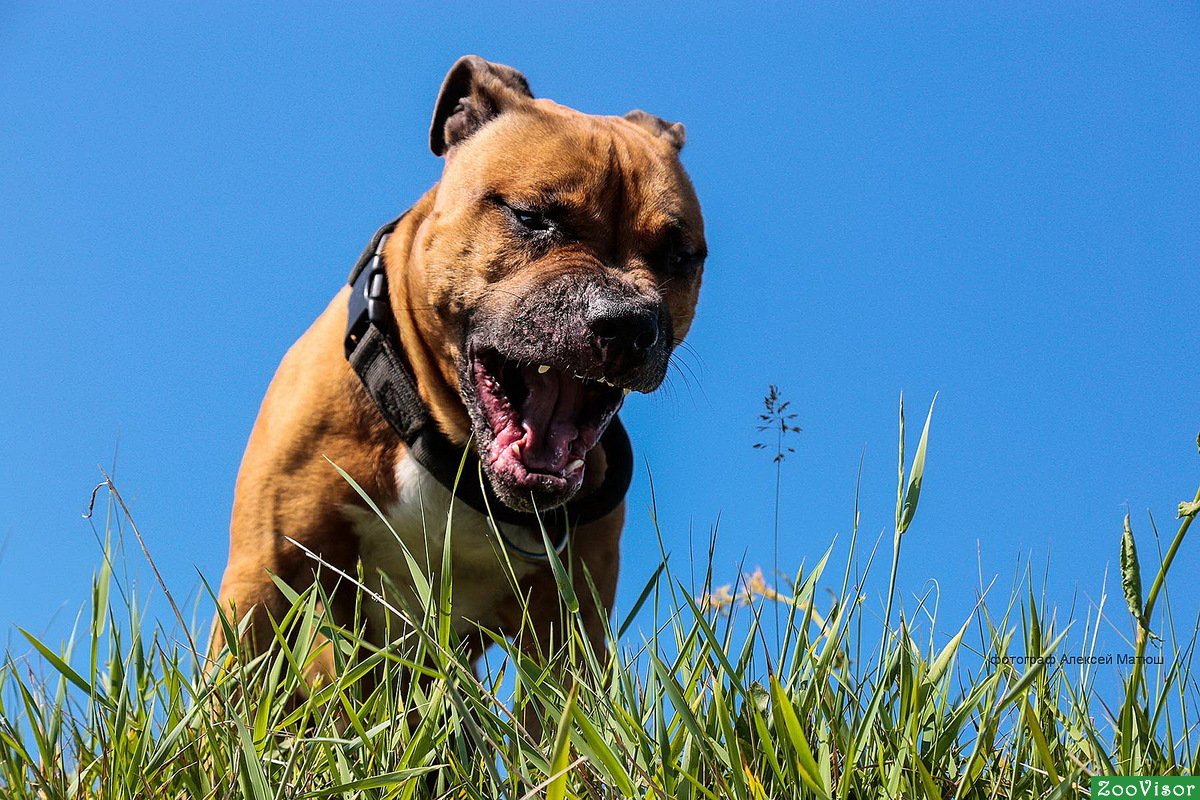 Стаффордширский терьер бои