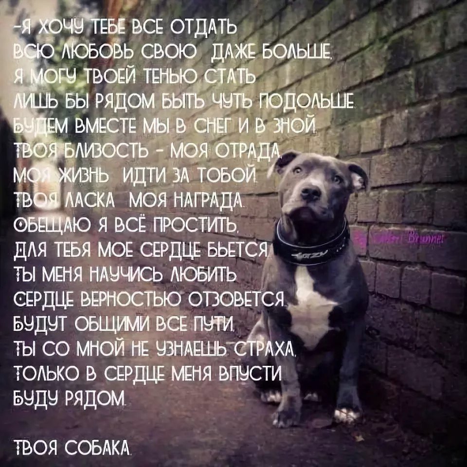 Стаффордширский терьер миостатин