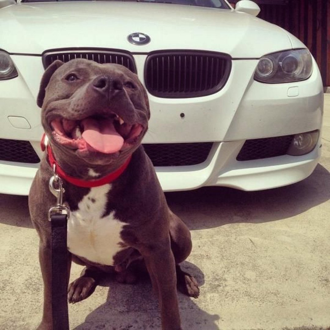 Красивая девушка с питбулем