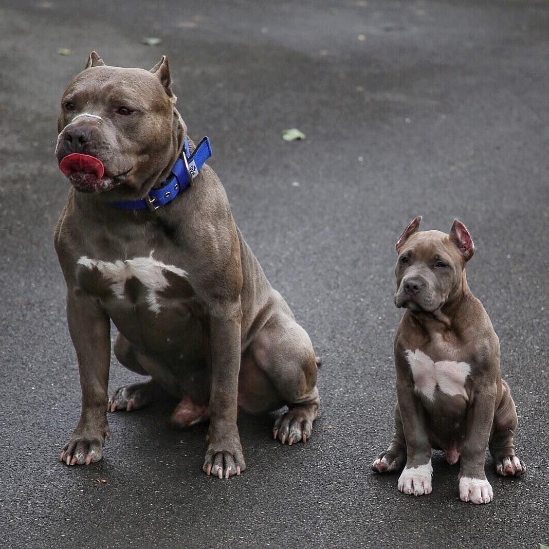 Американский питбультерьер