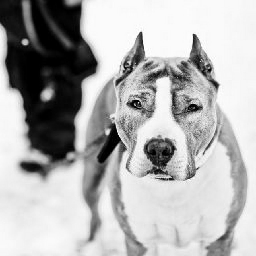 Американский стаффордширский терьер на охоте