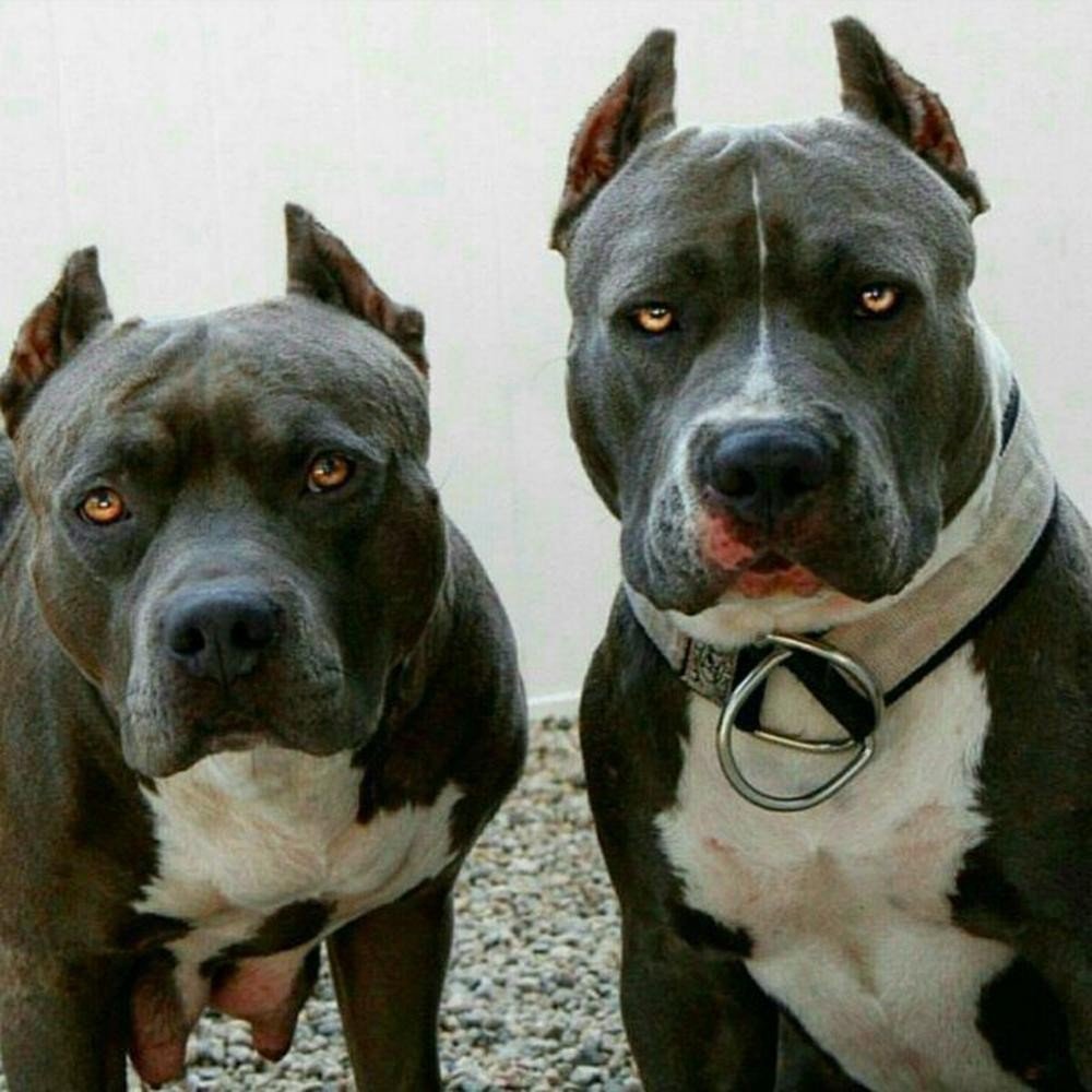 Американский Стаффорд бульдог