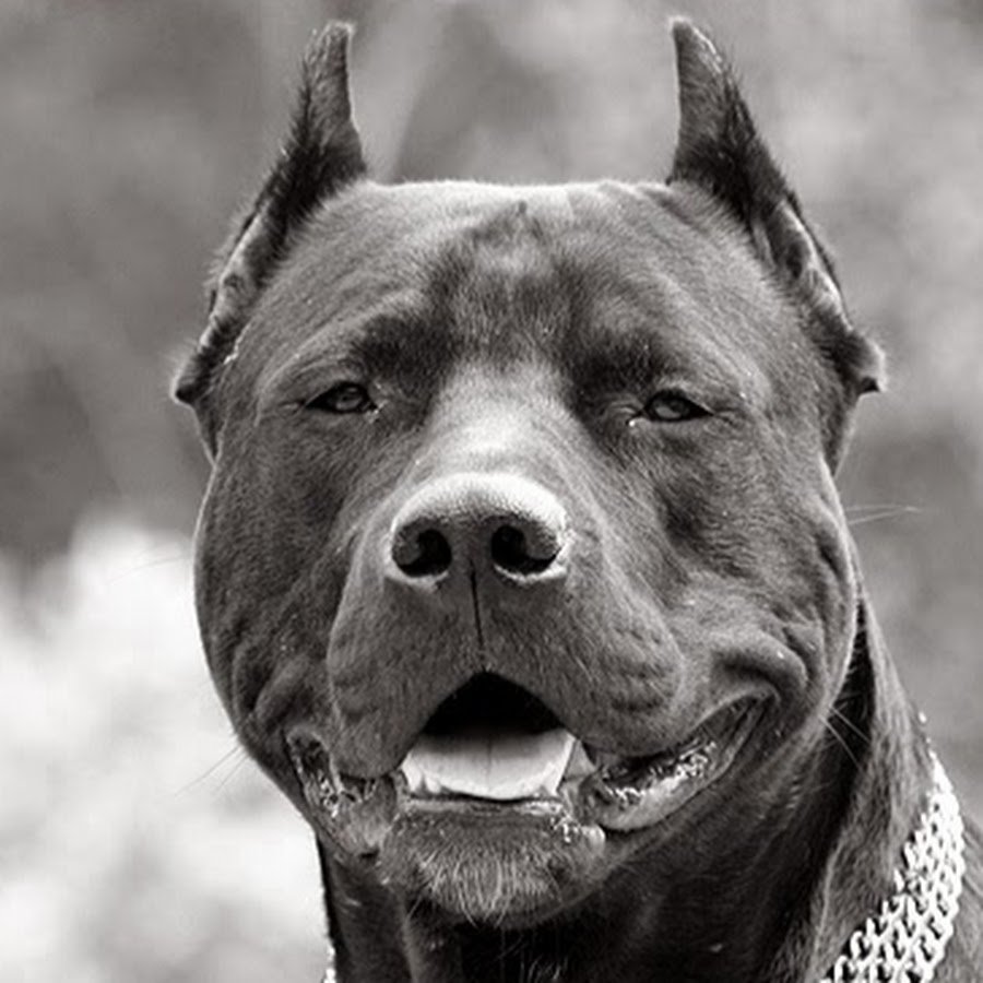 Американский питбультерьер злой