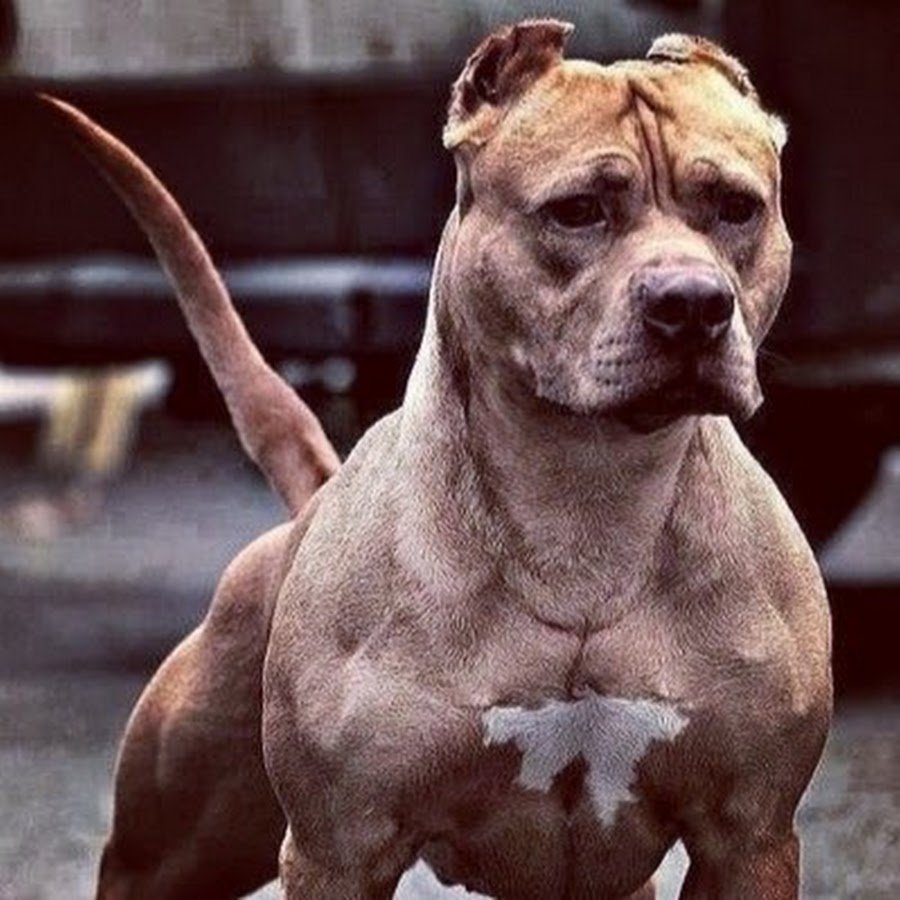 Стаффордширский терьер песочный