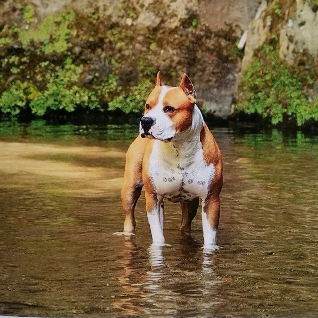Американский стаффордширский терьер