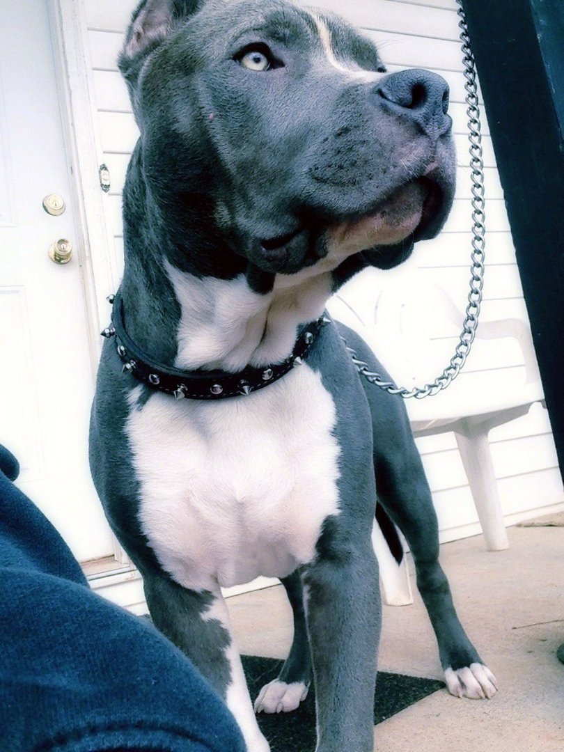 Стаффордширский терьер тигровый