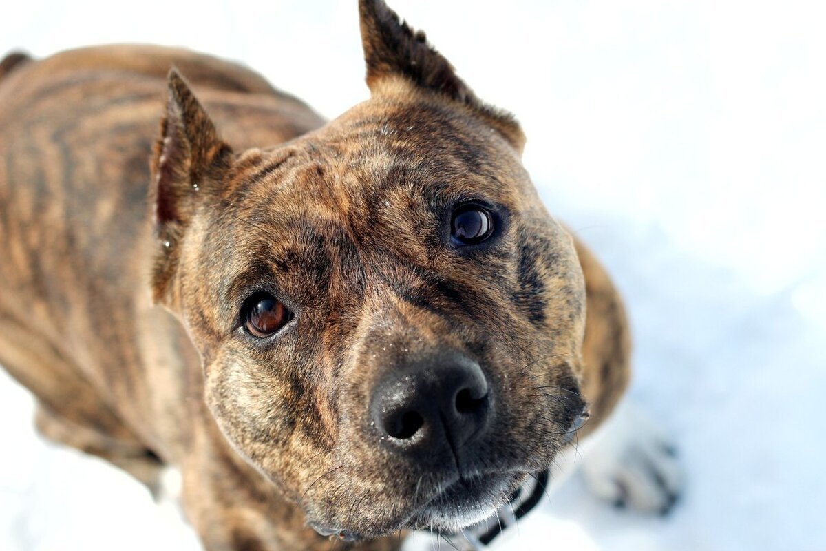 Стаффордширский терьер булли качок