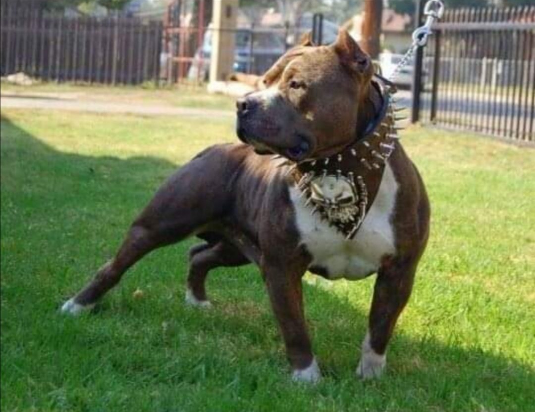 Милая собака питбуль