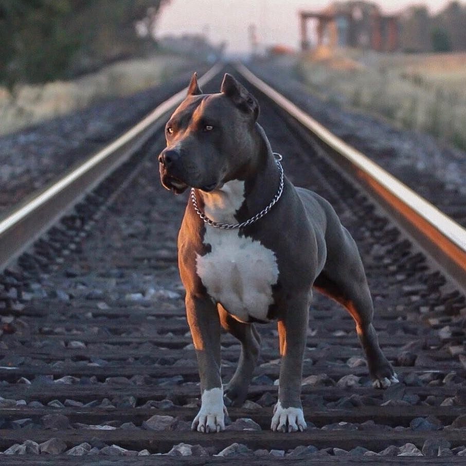 Приколы с питбультерьерами