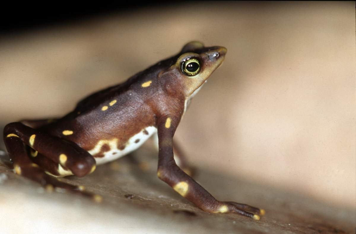 Лягушка Арлекин фиолетовая