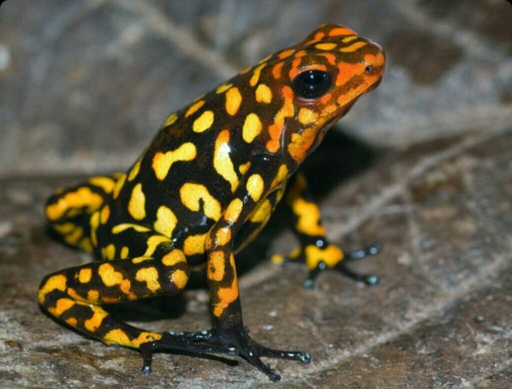 Древолазы арлекины