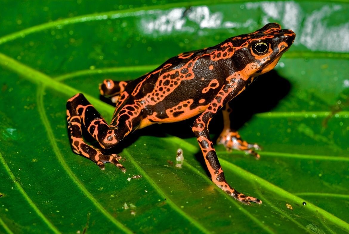 Квакша древолаз