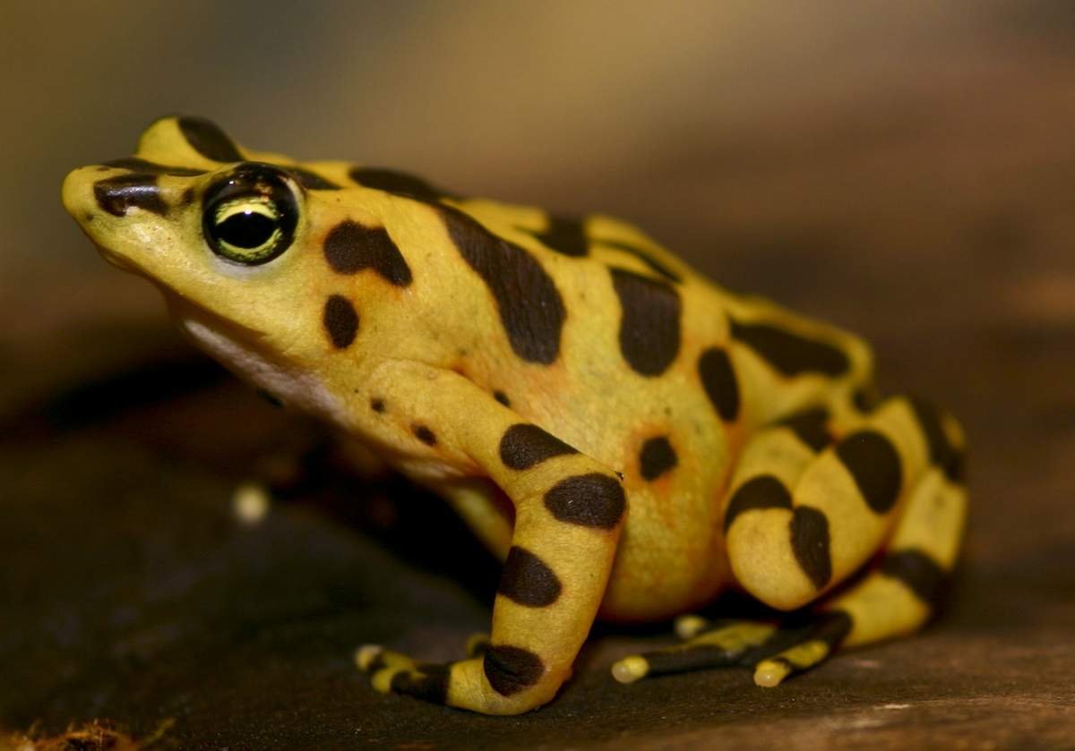 Лягушка ателоп