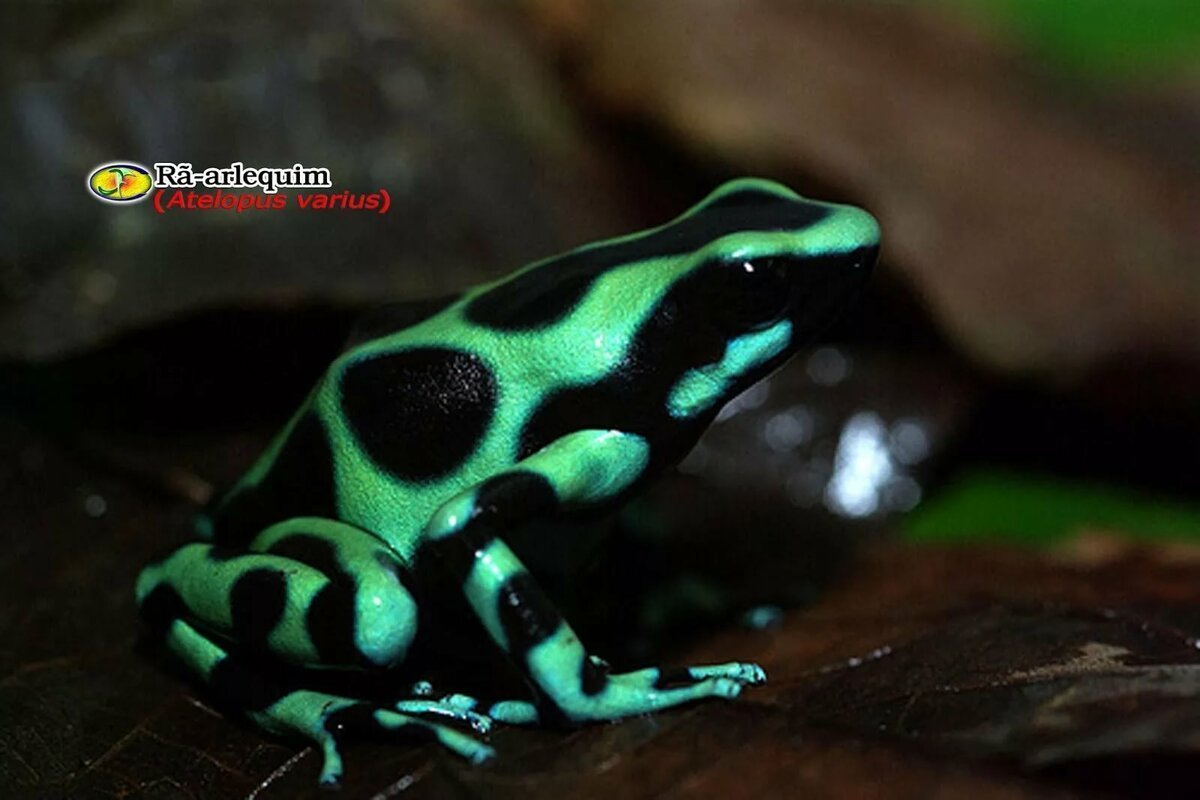 Древолазы арлекины