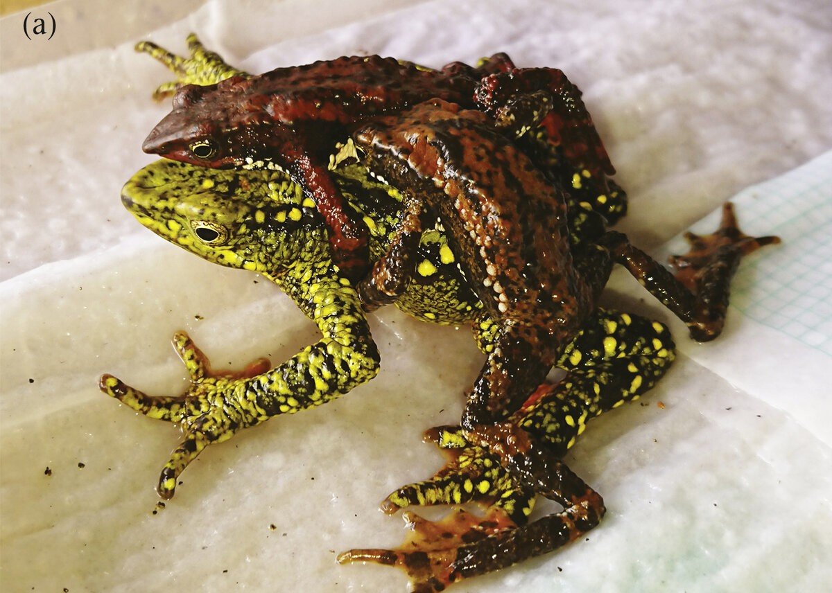 Колумбийская жаба Арлекин амплексус