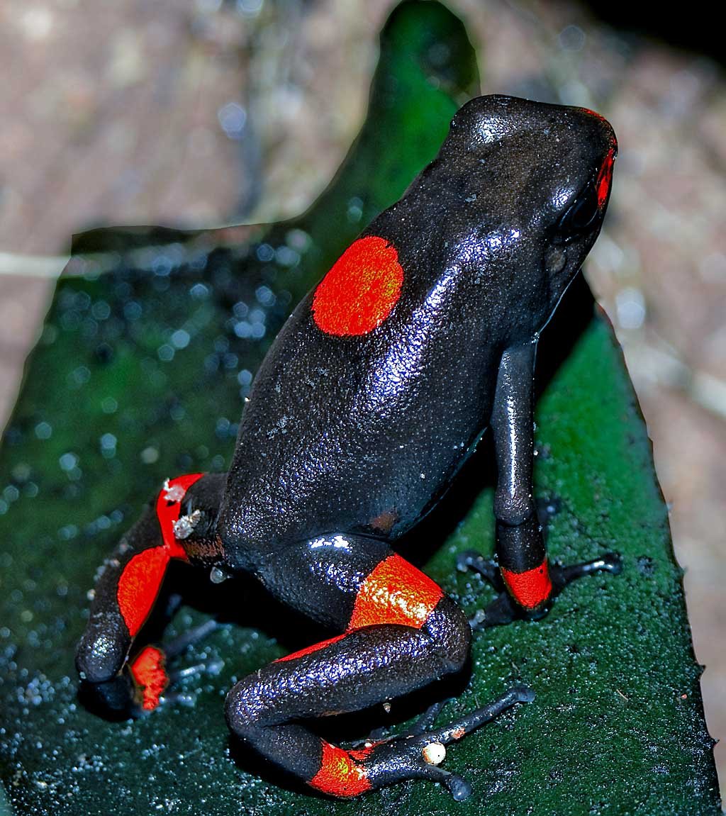 Лягушка древолаз Пумилио