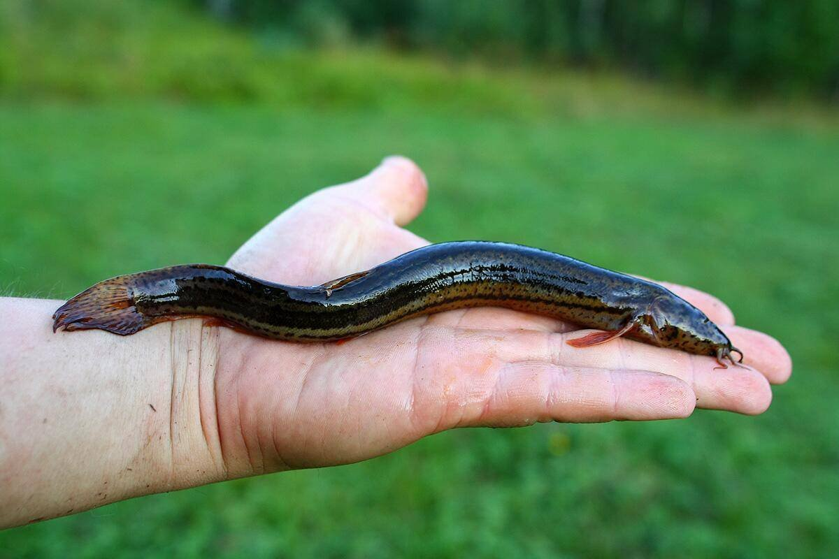 Рыба Вьюн Озерный