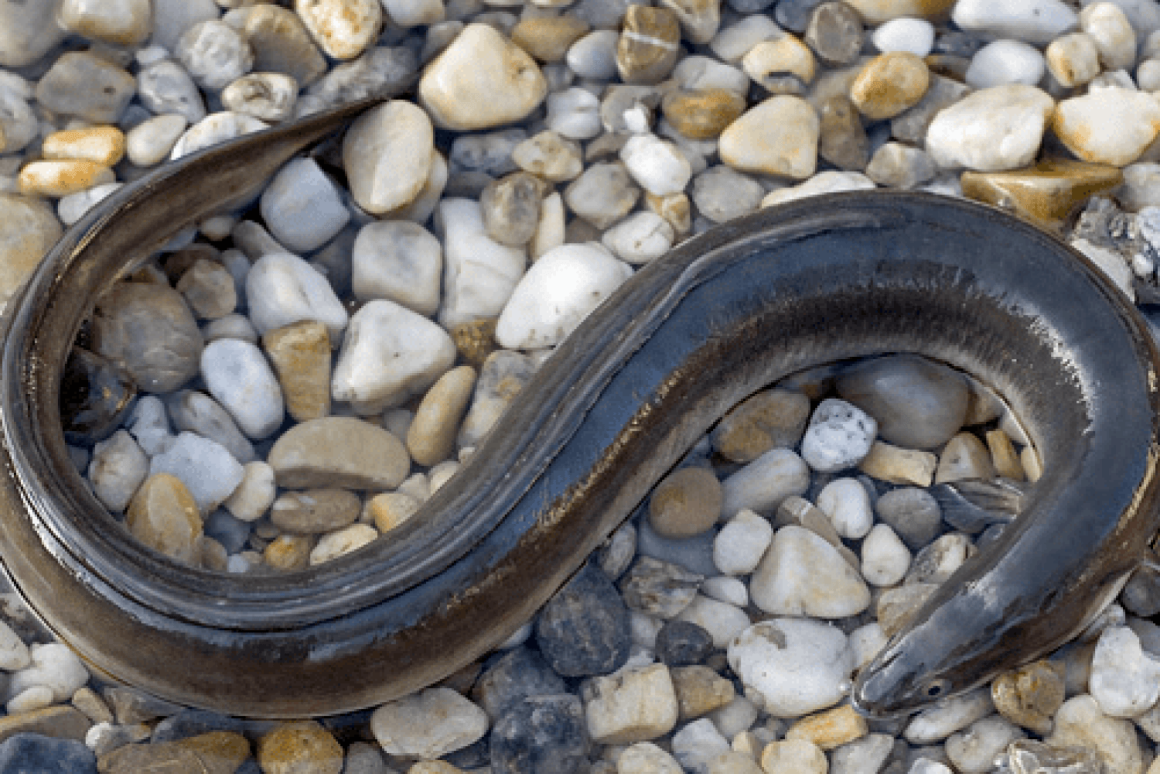 Вьюн черный рыба