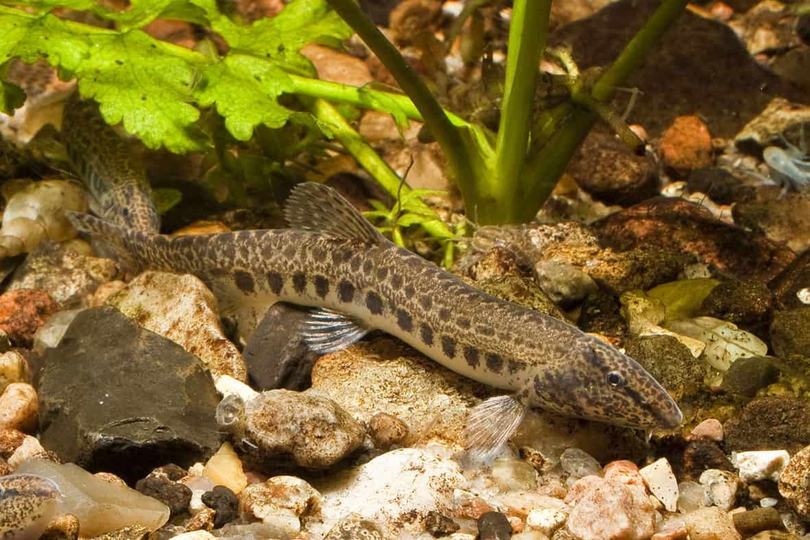 Вьюн обыкновенный рыба